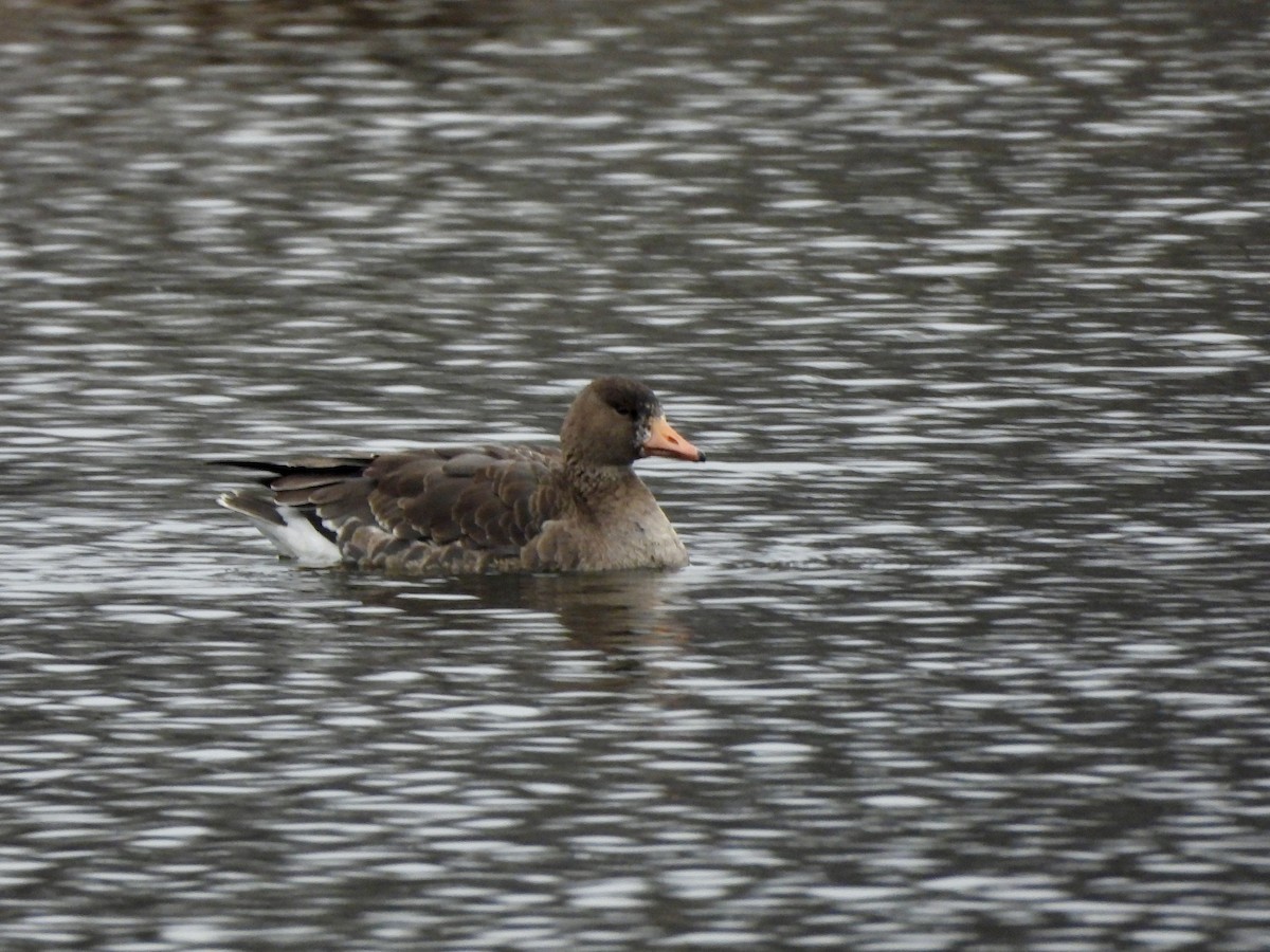 Oca lombardella - ML645556486