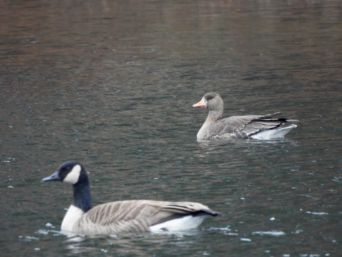 Oca lombardella - ML645556487