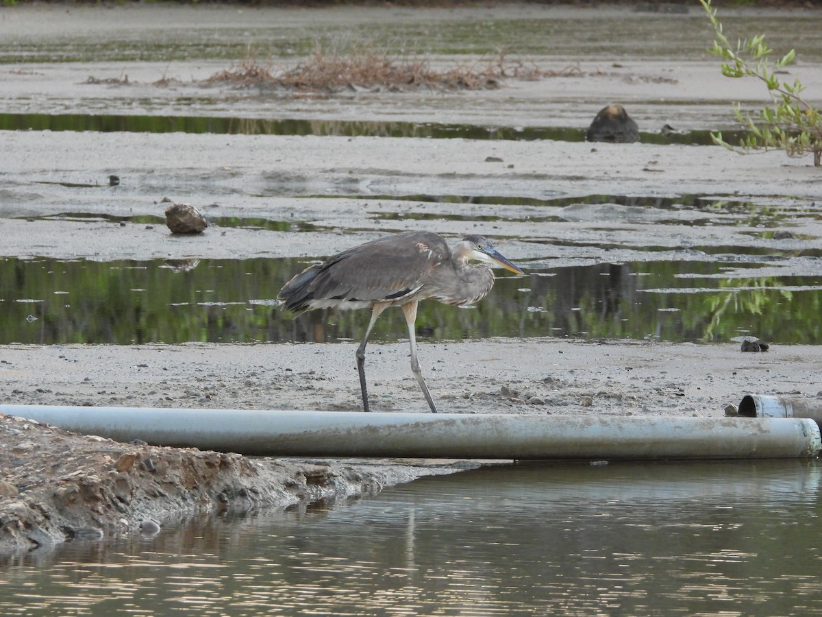 אנפה אמריקנית - ML645556488