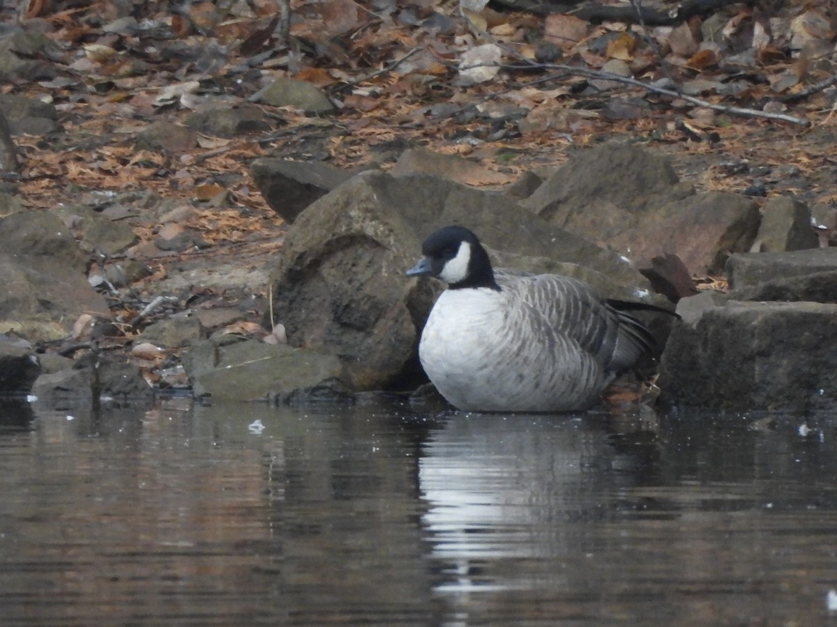 Oca canadese minore - ML645556495