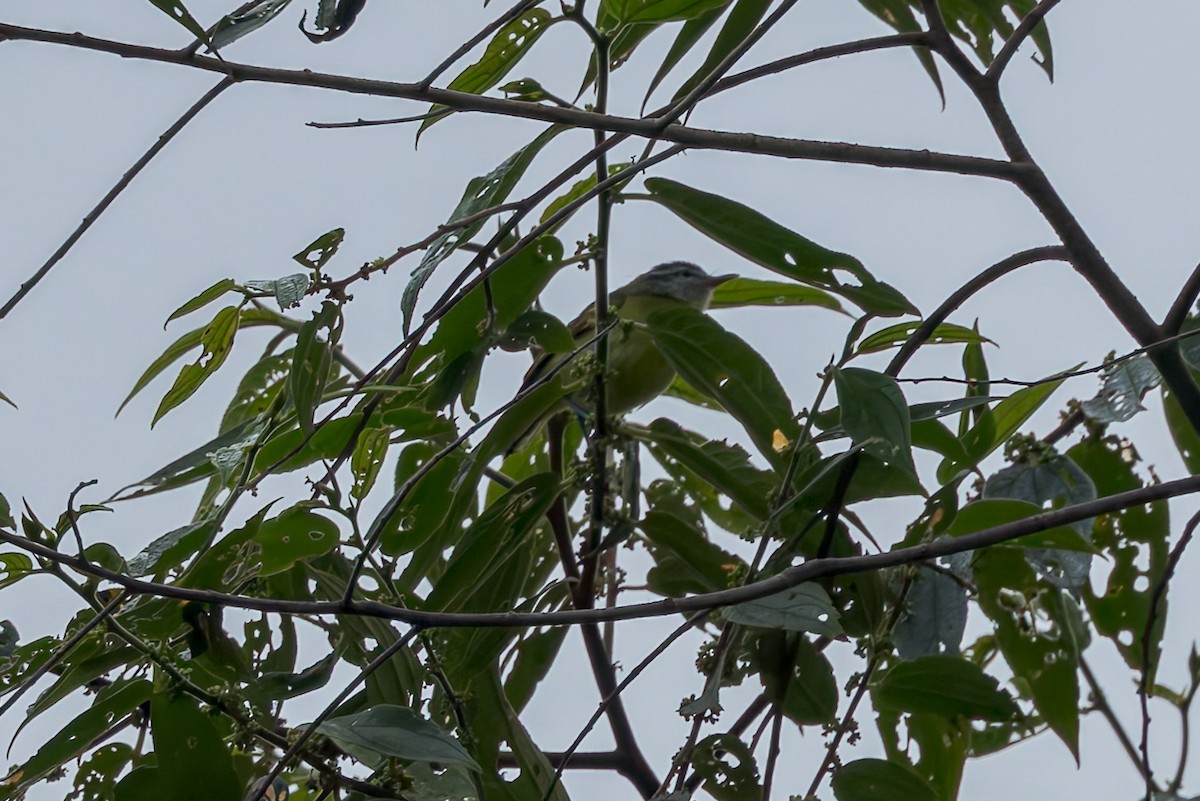 Island Leaf Warbler - ML645556496