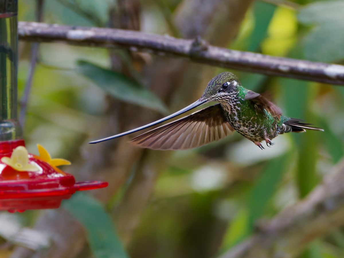 Sword-billed Hummingbird - ML645556500