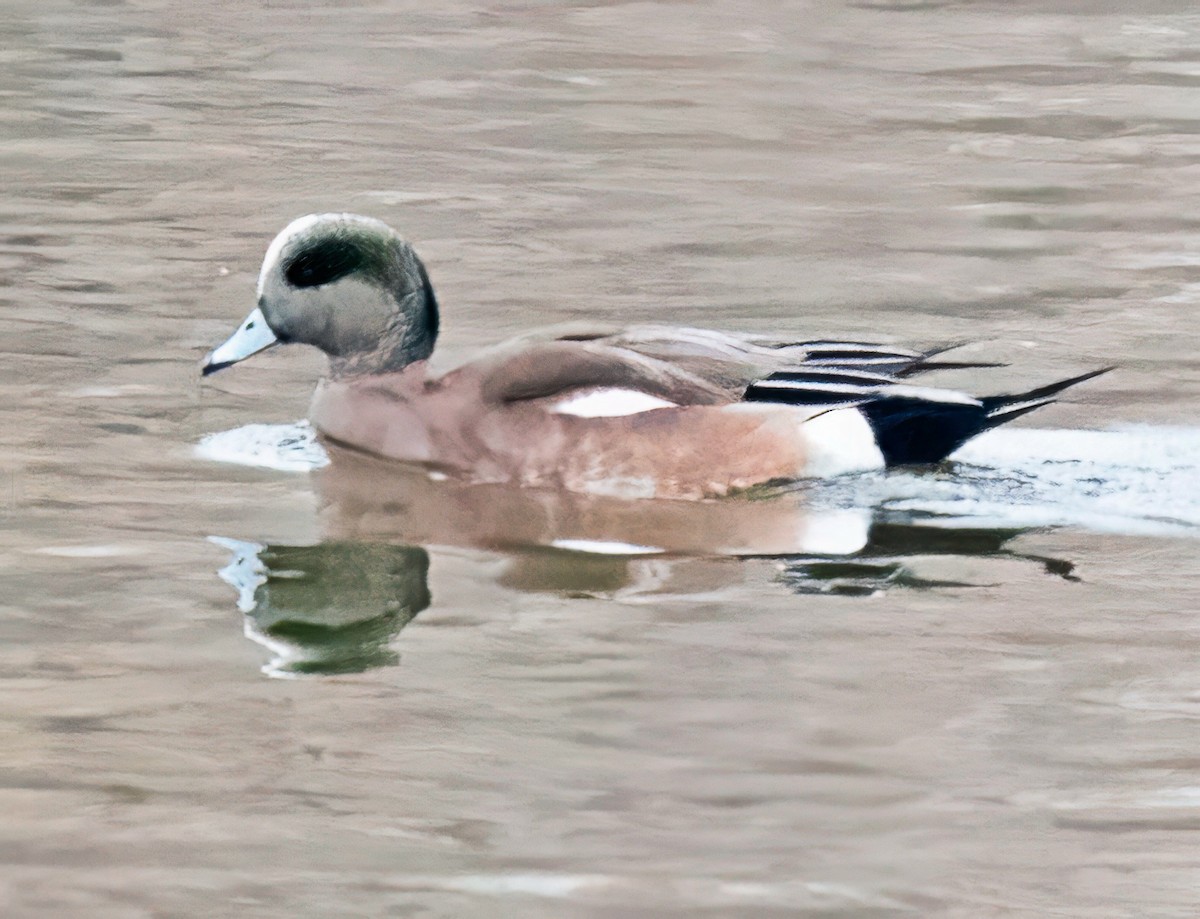 ברווז אמריקני - ML645556504