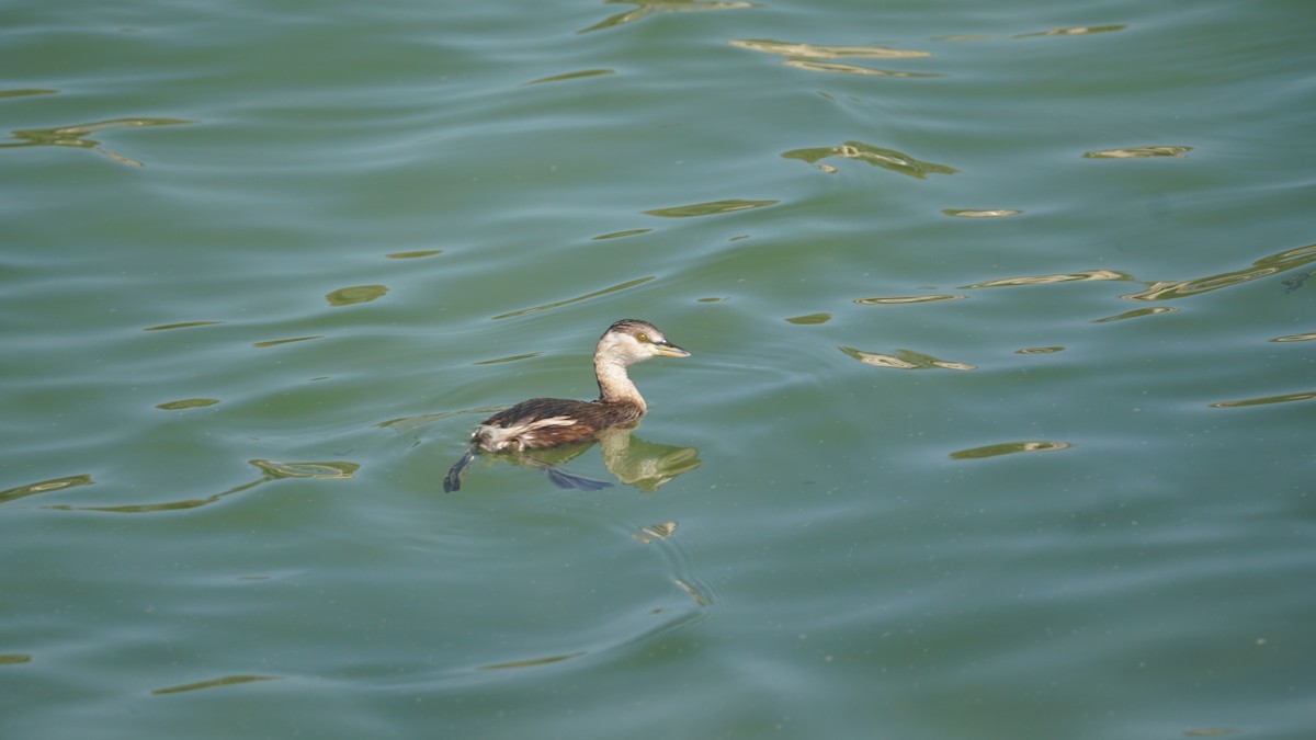 Little Grebe - ML645556513