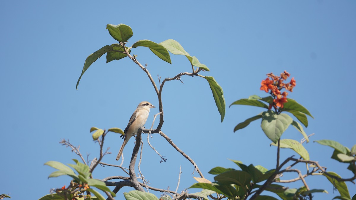 Isabelline Shrike - ML645556514