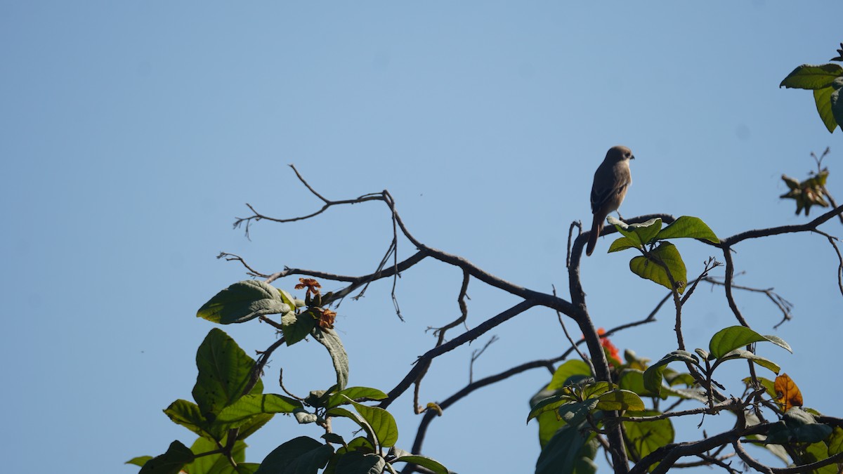 Isabelline Shrike - ML645556515