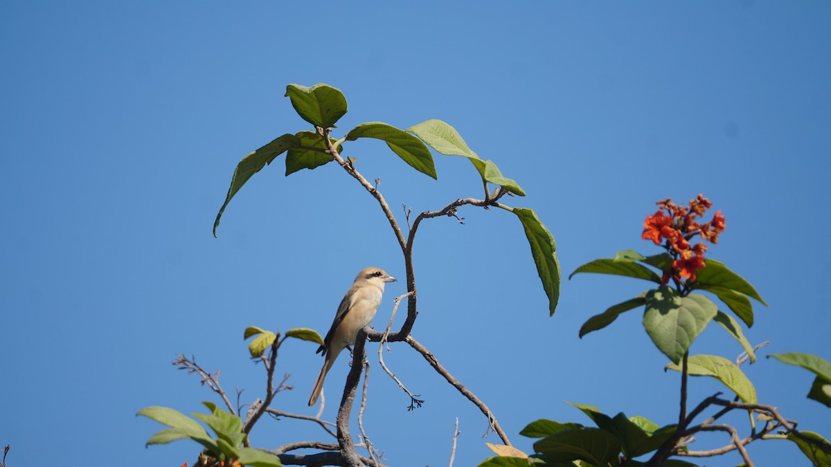 Isabelline Shrike - ML645556516