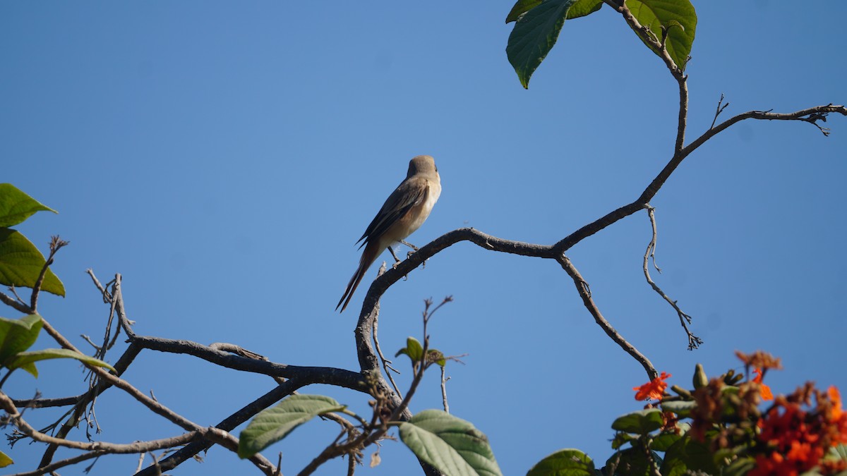 Isabelline Shrike - ML645556517