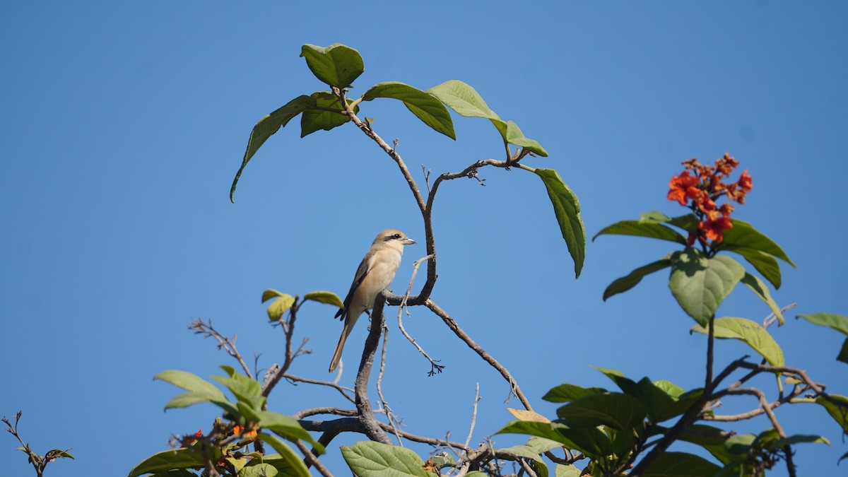 Isabelline Shrike - ML645556519