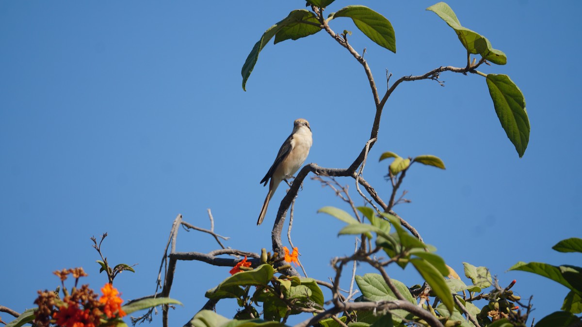 Isabelline Shrike - ML645556520