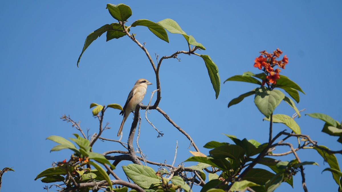 Isabelline Shrike - ML645556521