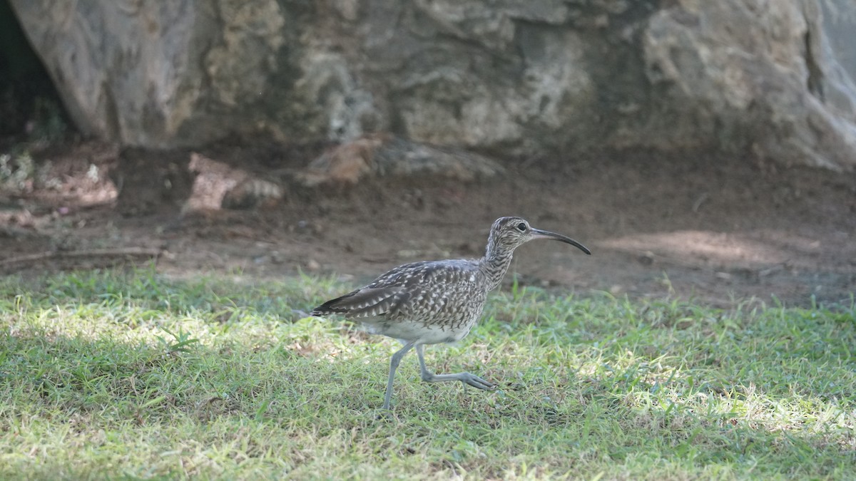 skjeand - ML645556528