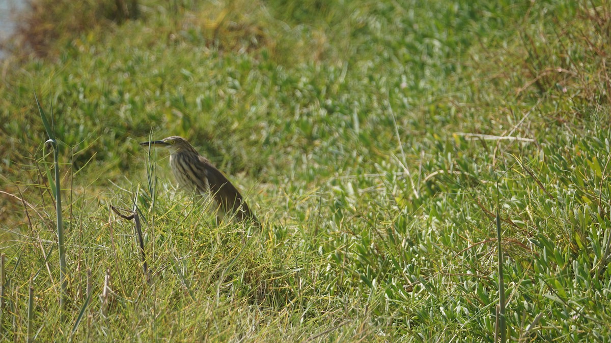 Indian Pond-Heron - ML645556529