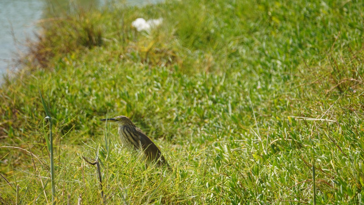 Indian Pond-Heron - ML645556530