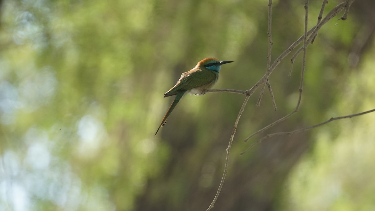 Erle-txori berde arabiarra - ML645556534