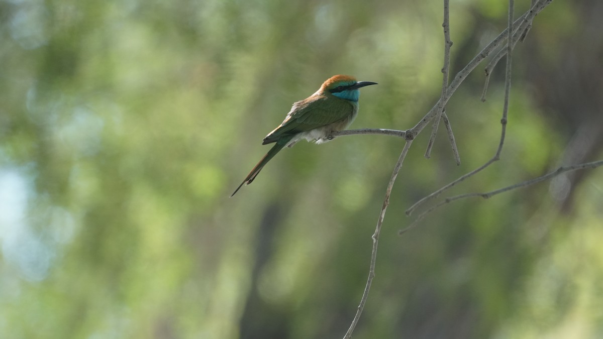 Erle-txori berde arabiarra - ML645556535