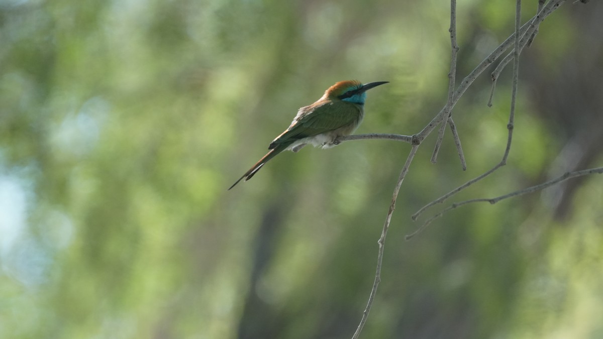 Erle-txori berde arabiarra - ML645556536