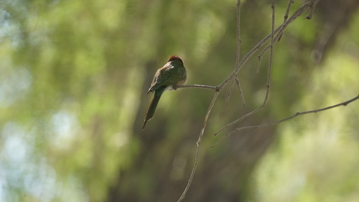 Erle-txori berde arabiarra - ML645556537