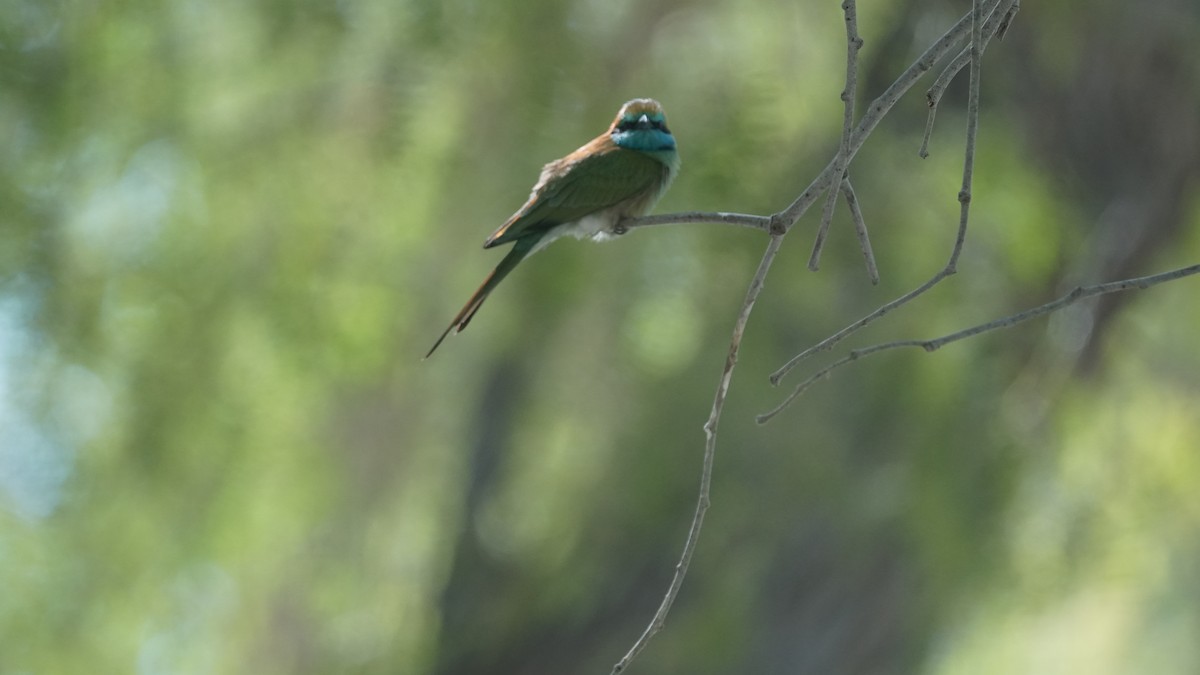 Erle-txori berde arabiarra - ML645556538