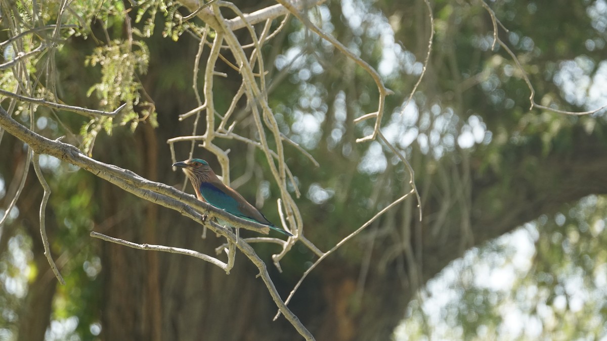 ברכיה - ML645556544