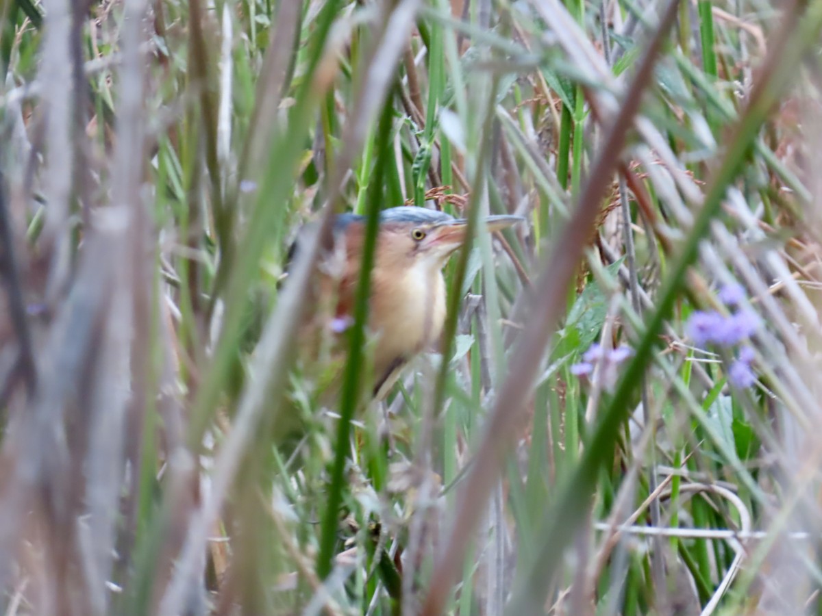 Black-backed Bittern - ML645556553