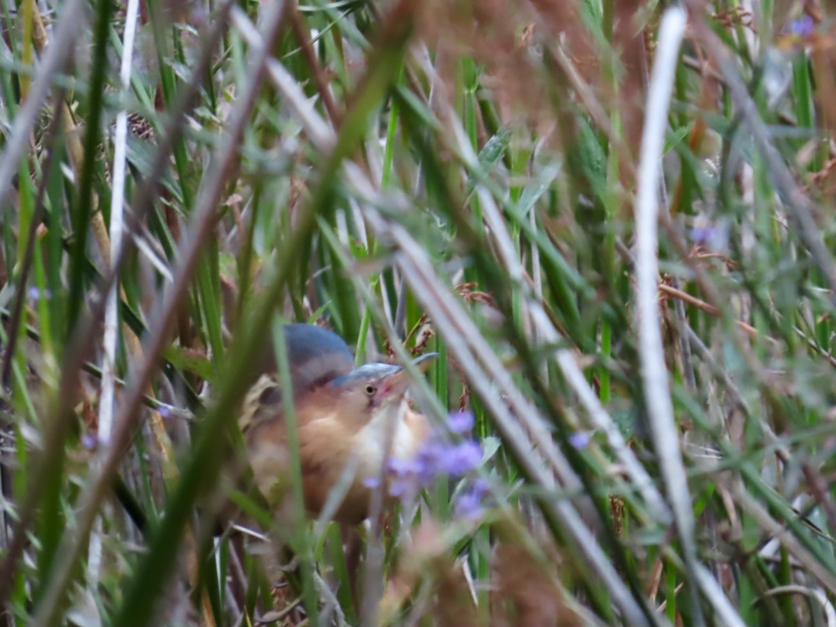 Black-backed Bittern - ML645556555