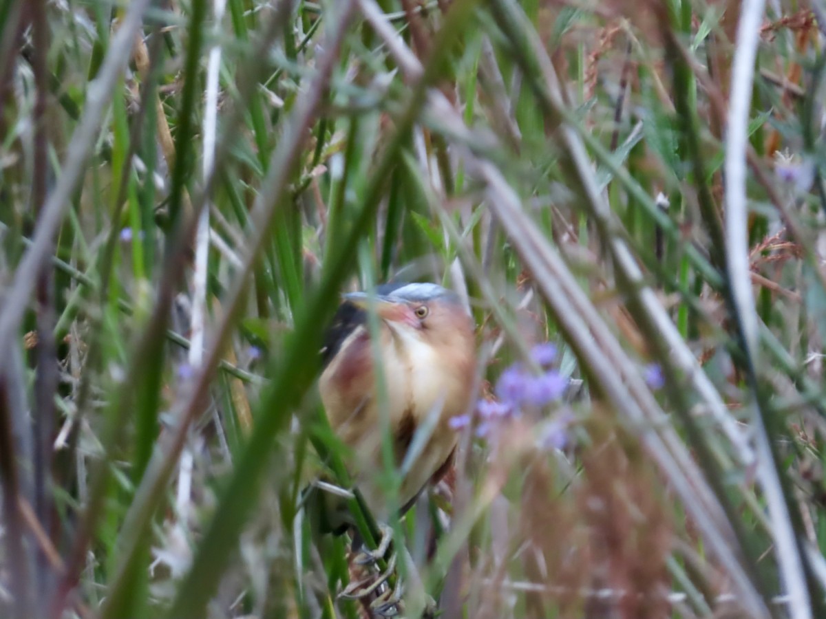 Black-backed Bittern - ML645556556