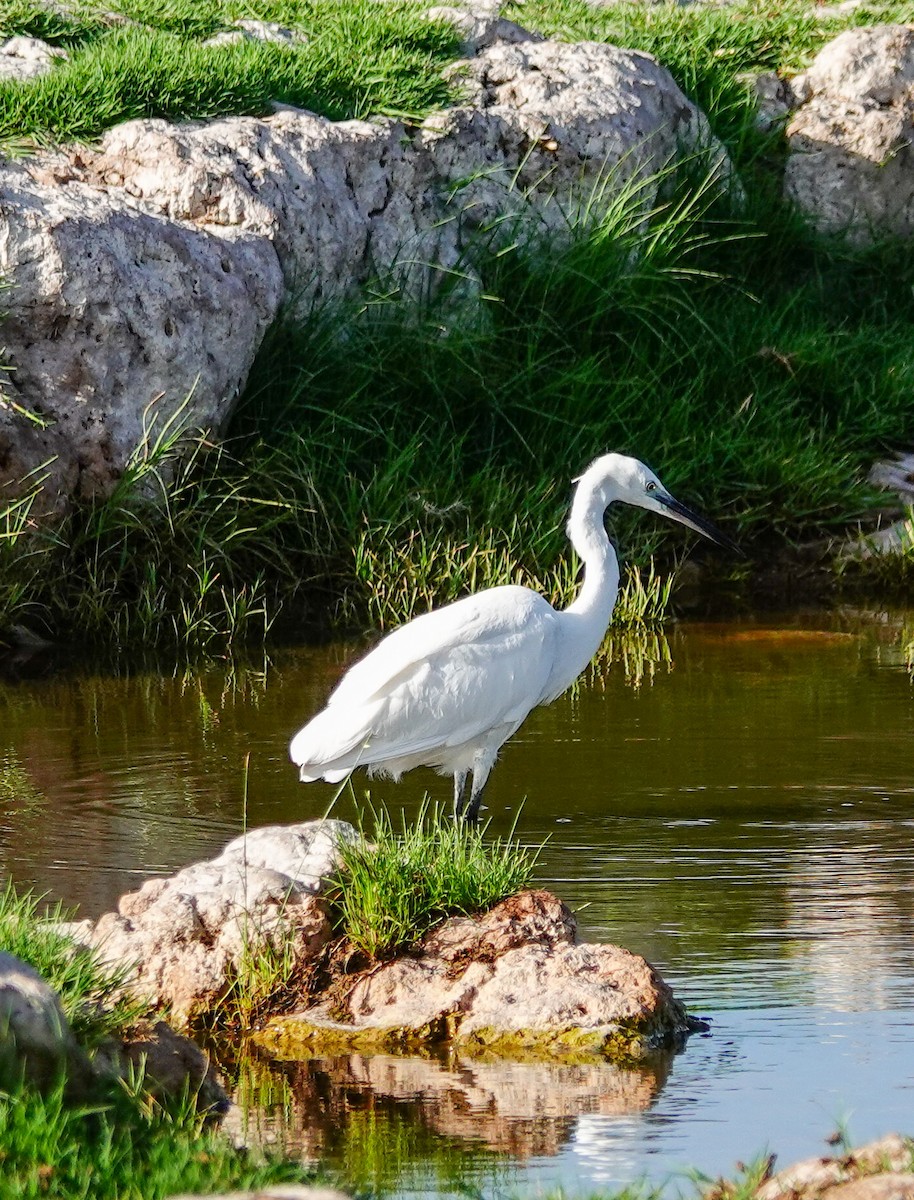 לבנית קטנה (מערבית) - ML645556557