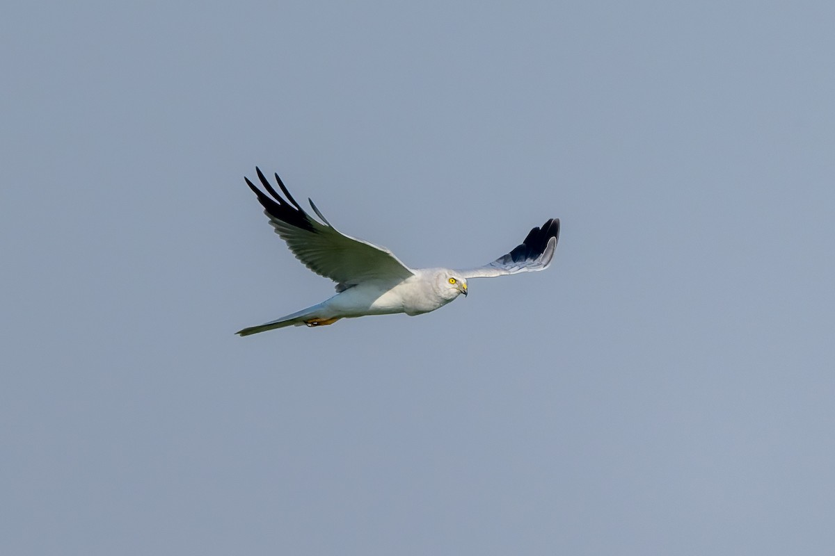 Aguilucho Papialbo - ML645556559