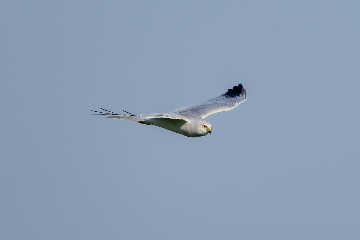 Aguilucho Papialbo - ML645556562