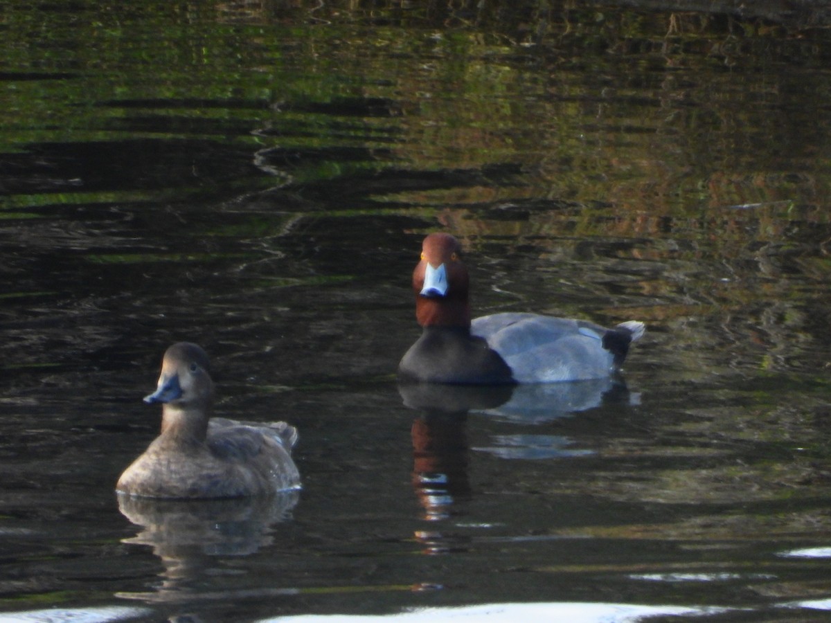 צולל אמריקני - ML645556563