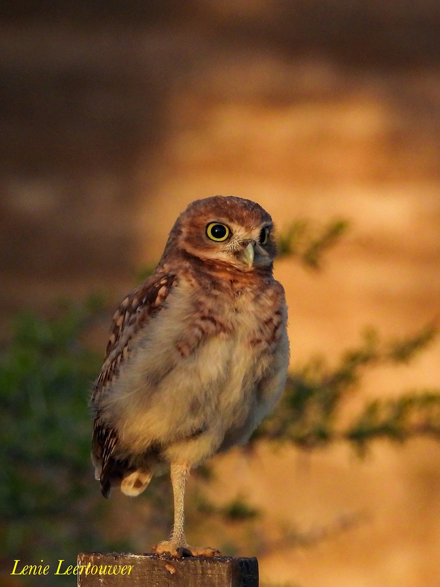Burrowing Owl - ML645556564