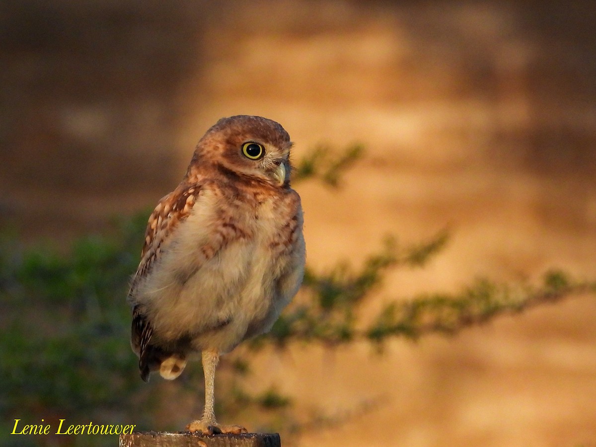 Burrowing Owl - ML645556565