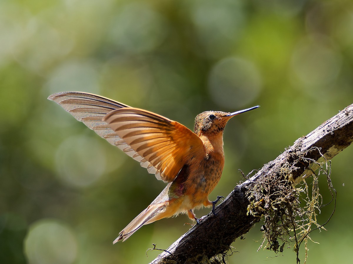 Shining Sunbeam - ML645556566