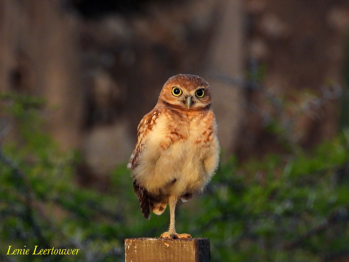 Burrowing Owl - ML645556567