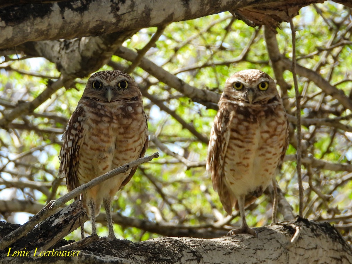 Burrowing Owl - ML645556569