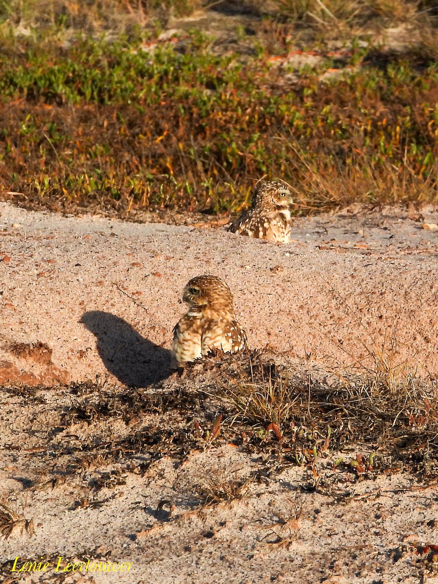 Burrowing Owl - ML645556571