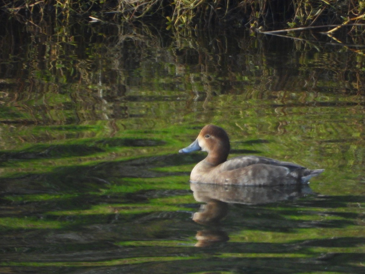 צולל אמריקני - ML645556572