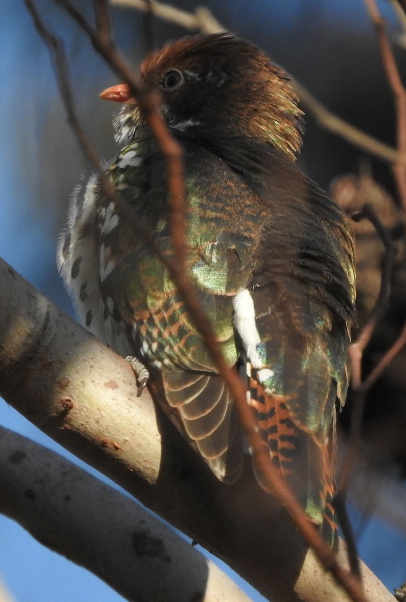 קוקיה ירוקה - ML645556575