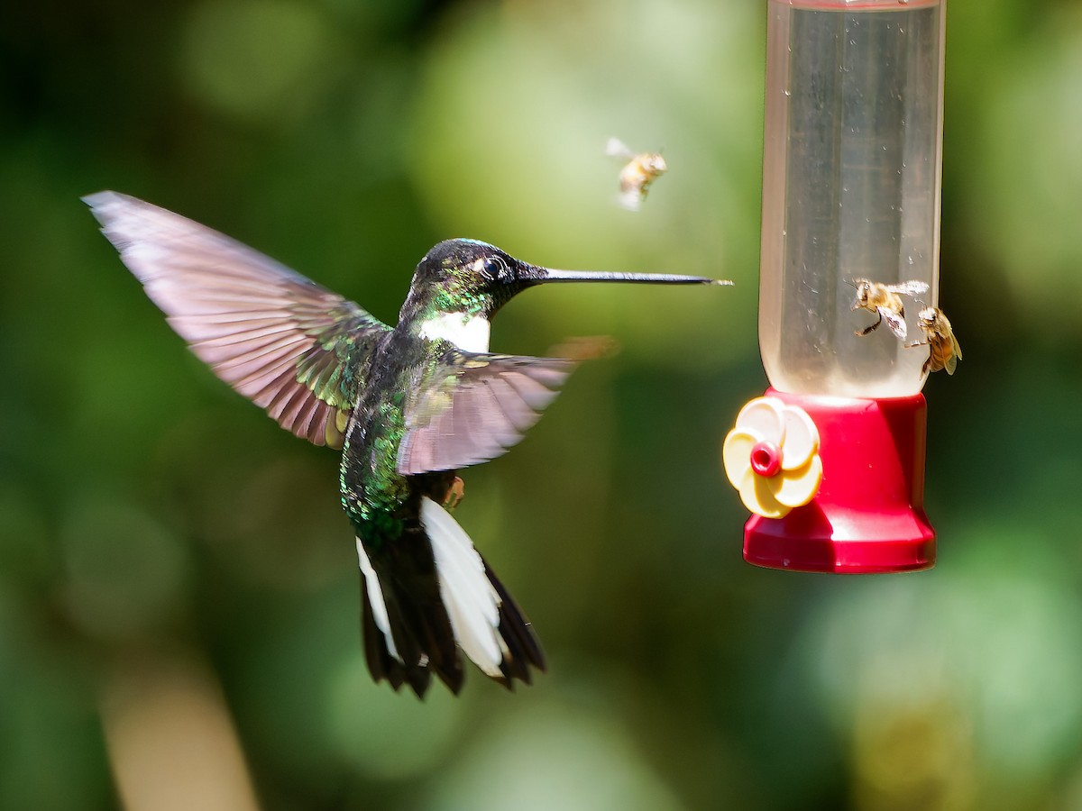 Collared Inca - ML645556587