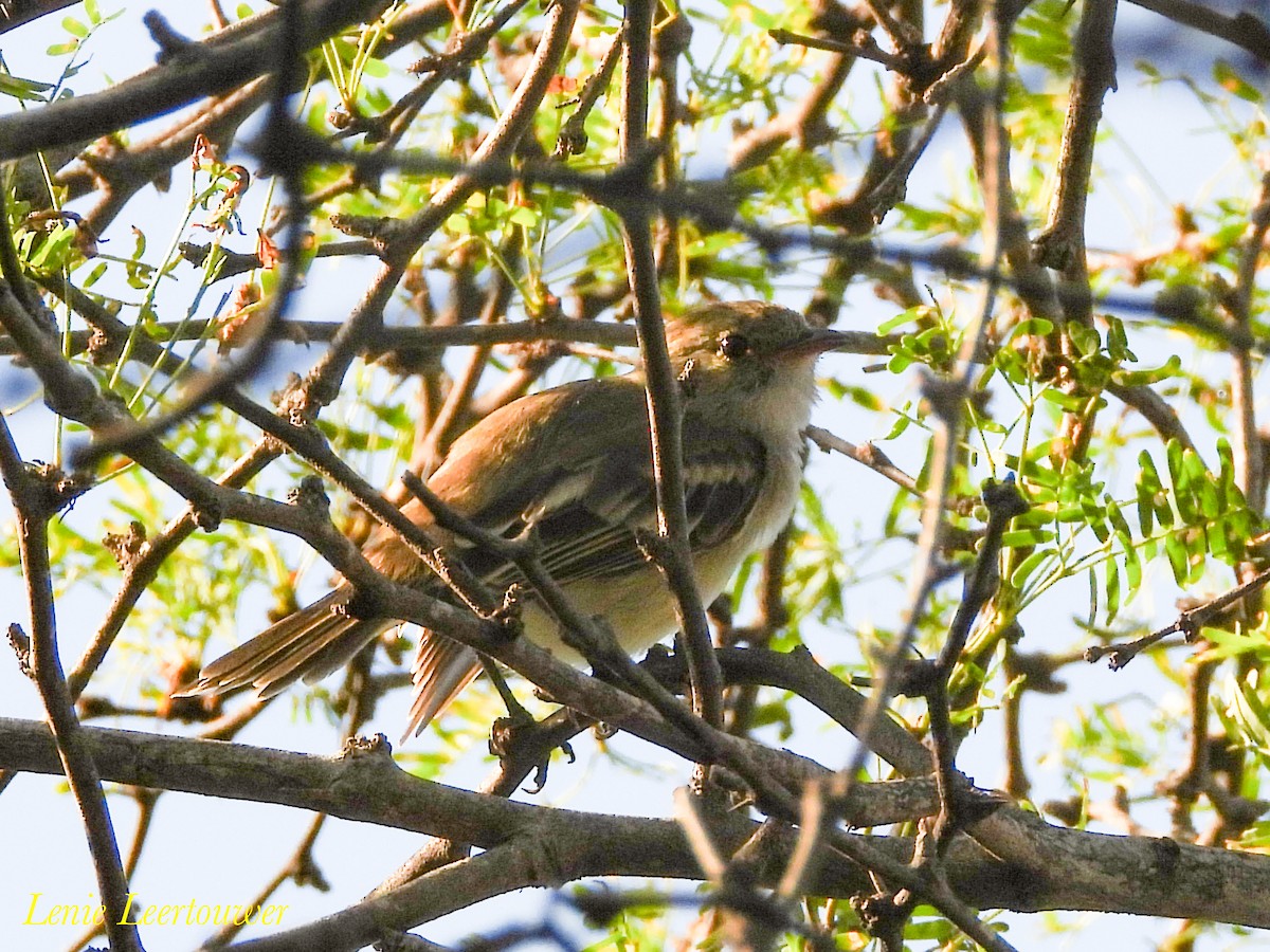 Caribbean Elaenia - ML645556602