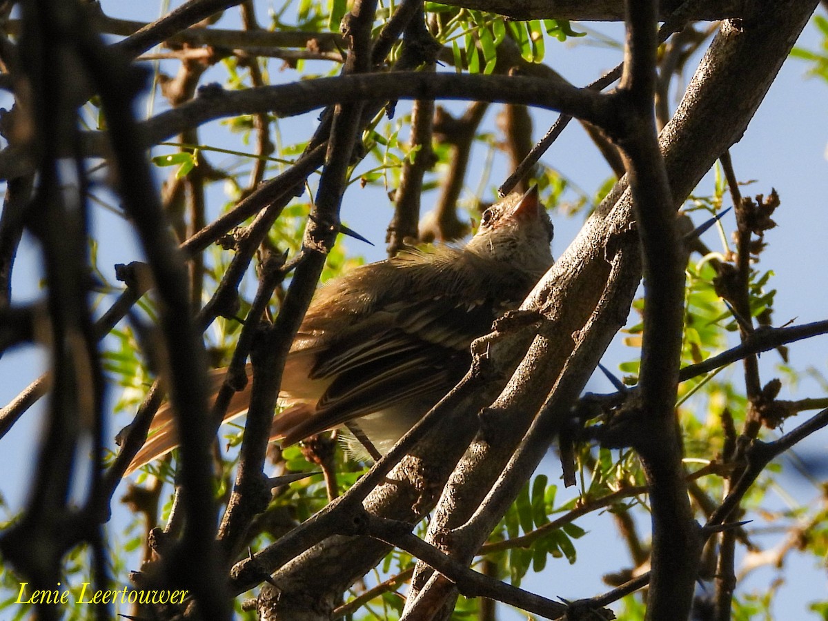 Caribbean Elaenia - ML645556603