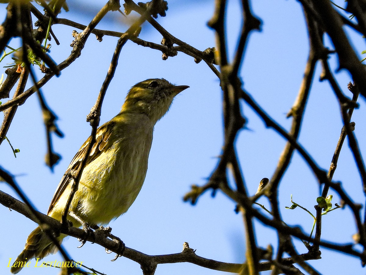 Caribbean Elaenia - ML645556609