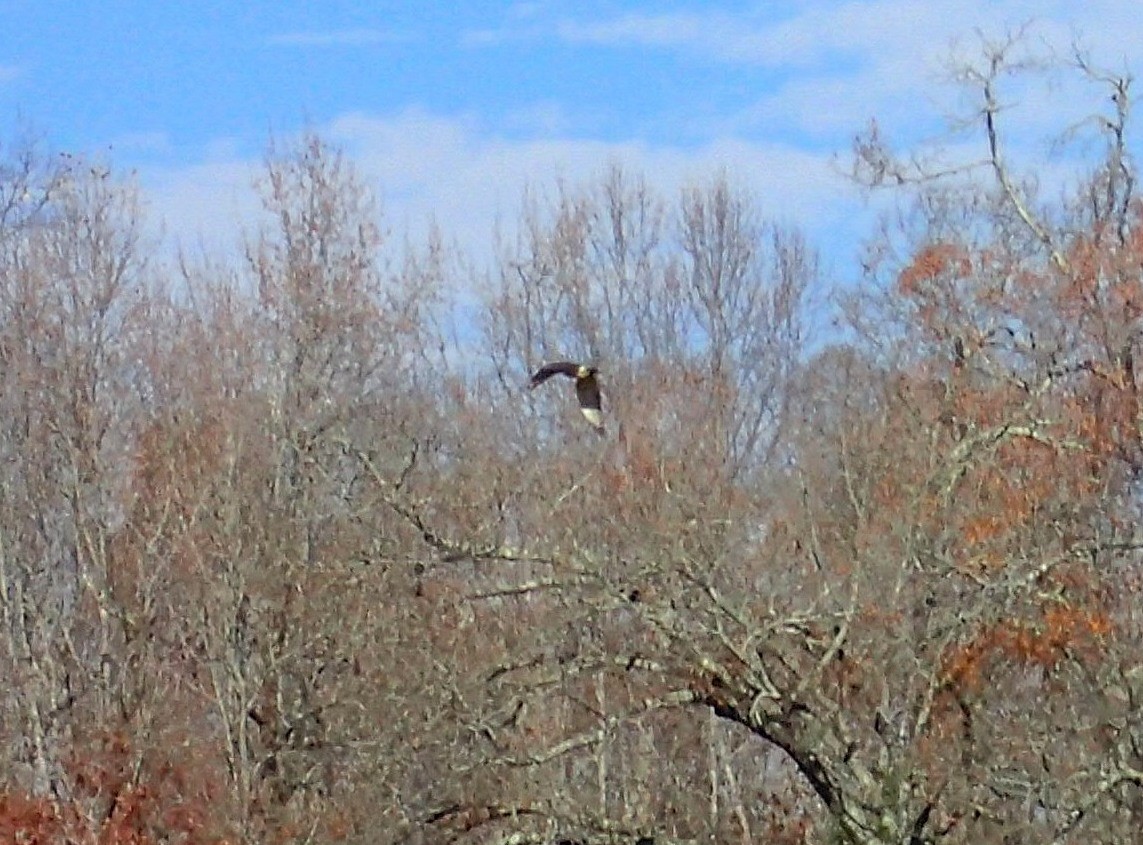 Cooper's Hawk - ML645556610