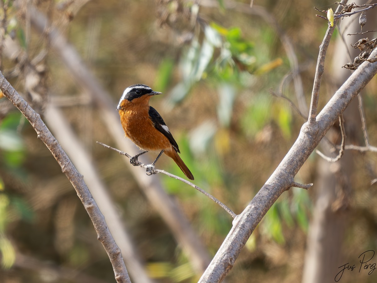 rehek severoafrický - ML645556611