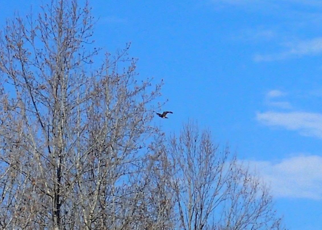 Cooper's Hawk - ML645556612