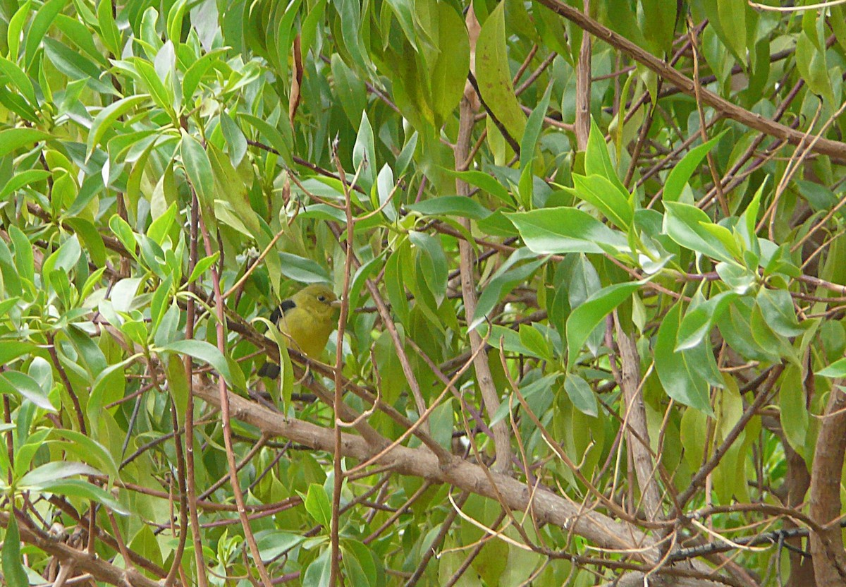 Scarlet Tanager - ML645556625