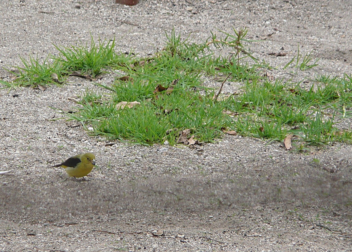 Scarlet Tanager - ML645556626