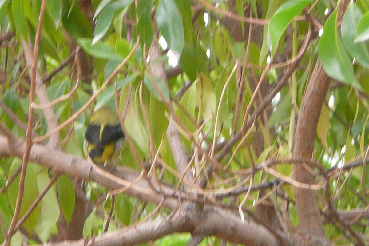 Scarlet Tanager - ML645556627