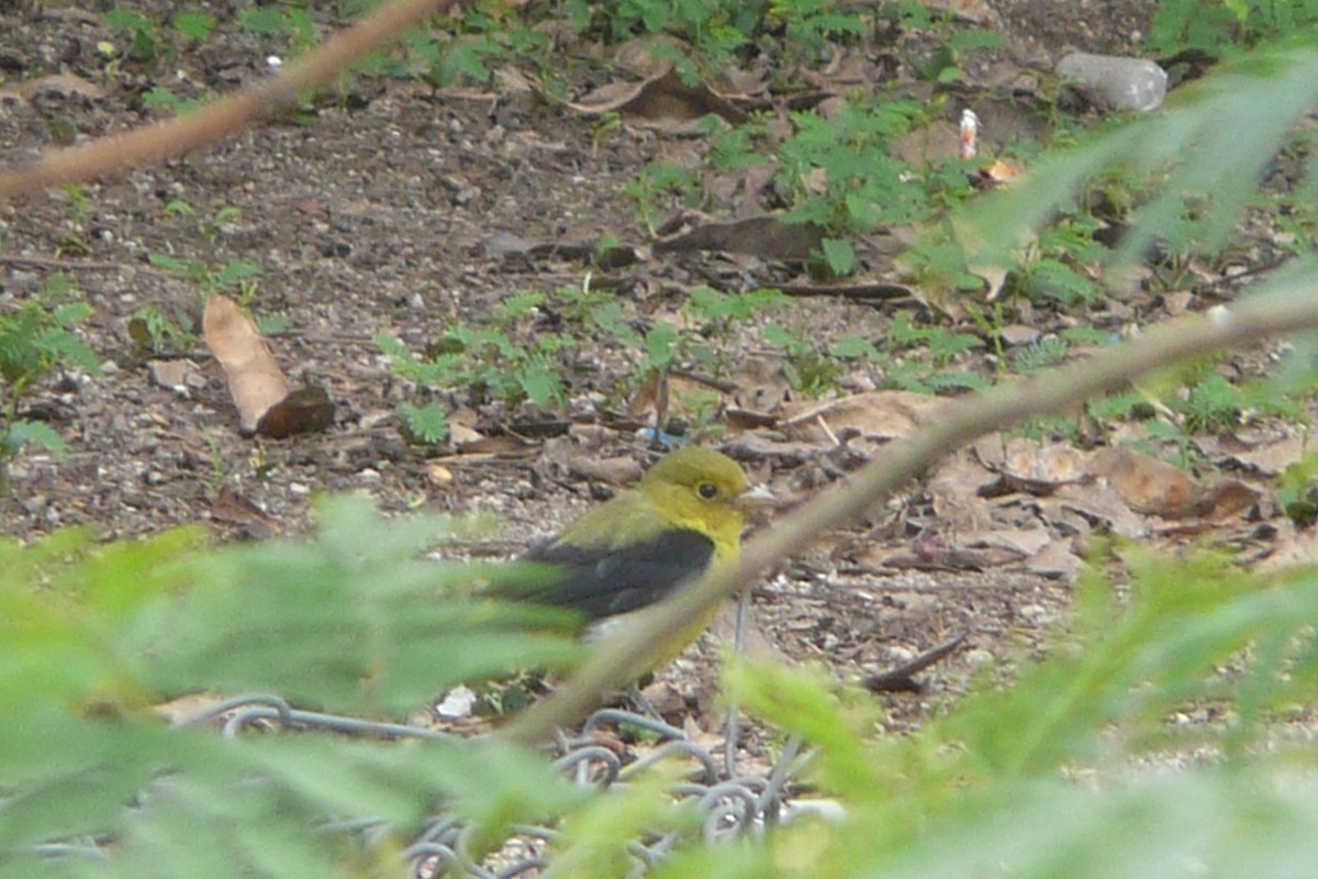 Scarlet Tanager - ML645556628